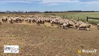 Brolga Partnership Ac PM amp RM Dooley Prime Line Sheep Dispersal Sale 1 [upl. by Eriam]