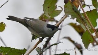 Capinera  Eurasian Blackcap Sylvia atricapilla [upl. by Cormack]