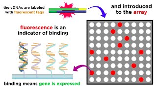 Gene Expression Analysis and DNA Microarray Assays [upl. by Neenej]