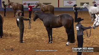 2023 AQHA World Championship Show Select Performance Halter Geldings [upl. by Erbua]