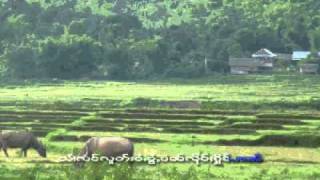 Shan  Tai song  Sai Moos song ฤดูทำนา [upl. by Ahcim884]