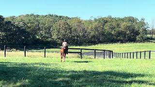 BORDER RUN  Trail Course Open Riding Adoptable Thoroughbred Gelding New Vocations [upl. by Carson]