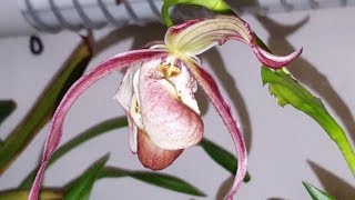 Phragmipedium Saint Ouen x Memoria Garren Weaver [upl. by Celeski]