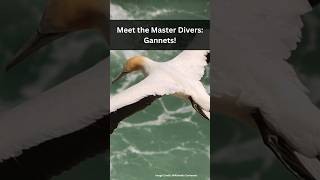 Meet the Master Divers Gannets 2024 gannet marinepredator  shorts ytshorts [upl. by Albers]