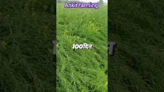 5222 सरसों की एक बेहतरीन किस्म ।5222 sarso beej 5222 45s46sarso kheti agri FARMINGGYAN farm [upl. by Ariaet309]