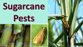 How to manage Insect Pests of Sugarcane Saccharum spp [upl. by Ainnat]