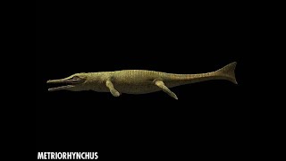 Metriorhynchus [upl. by Oicelem]