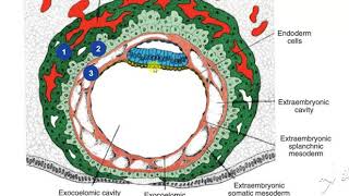 Extraembryonic mesoderm 3 [upl. by Uolyram]