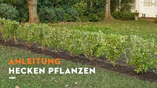 STIHL Anleitung Hecke pflanzen [upl. by Tharp]