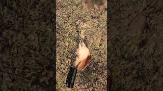 Burchells Coucal attacks a chameleon [upl. by Lovell]