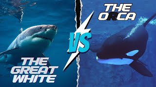 Orca vs Great White Oceans Ultimate Battle [upl. by Chadburn]