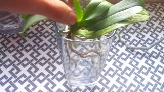 How to Save Orchids With No Roots  How I Make Orchids Without Roots Grow [upl. by Chas218]