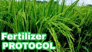 Fertilizer Protocol ng Aking Tanim na HYBRID Rice ngayong Wet Season [upl. by Sinnek]