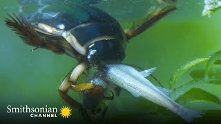 The Great Diving Beetle is an Impressive Underwater Hunter 💧 Macro Worlds  Smithsonian Channel [upl. by Eversole]