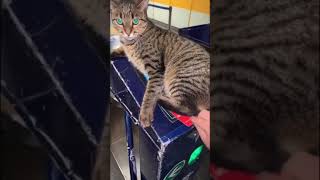 ISSC or International Subway Security ￼Cat [upl. by Tiraj215]