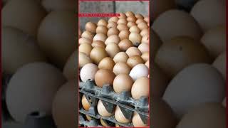 কমতে শুরু করেছে ডিমের দাম  Egg  Egg Price  Bazar  News  Barishal news [upl. by Jermayne444]