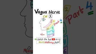 Vagus Nerve  10th Cranial Nerve  CN X  Neuroanatomy Part 4 …anatomy biology nclex mbbs [upl. by Leizar591]