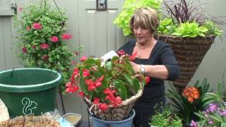 Hanging Basket of Begonias Easy [upl. by Broeker]