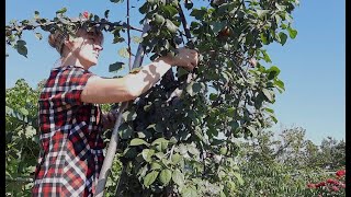 Making plum pastille is easy and simple [upl. by Theodor]