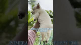 pomeranian pets lydogsfarm viralshort qualitypuppies doglover [upl. by Good]