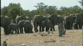 Elephant Olifantsbronn 1997wmv [upl. by French]