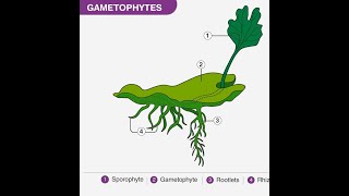 What is Gametophyte [upl. by Naasah]