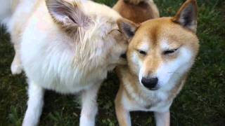 FUNNY DOGS  FINNISH LAPPHUND SHIBA INU NEW ORIGINAL TRICK [upl. by Vona310]