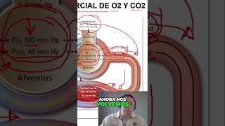 El Circuito Cerrado del Corazón Funciones Clave [upl. by Clarise903]