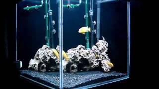 60 Gallon African Cichlid Aquarium [upl. by Nylirrej915]