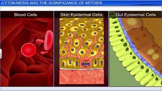 CBSE Class 11 Biology  Cell Cycle and Cell Division  Full Chapter  By Shiksha House [upl. by Nolek]