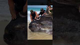 Did sharks attack this huge sunfish fishing shark sunfish 🎥 IG riddellethan9 [upl. by Thant]