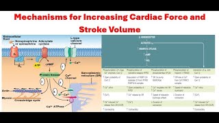 The Mechanisms by Which Cardiac Force and Stroke Volume Increase Calcium Channel Blocker Mechanism [upl. by Justinian]