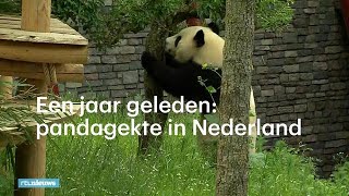 Precies een jaar geleden pandagekte door aankomst reuzenpandas  RTL NIEUWS [upl. by Ahsiek]