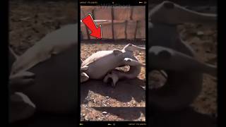 This Is How Many Dromedaries Die🐪shortsfeed dromedary camels [upl. by Tasiana1]