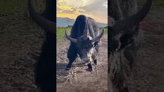 Multihorned cattle wildlife close up Confusing behavior of animals [upl. by Ratha]