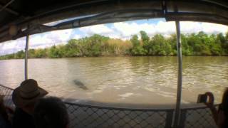 Saltwater Crocodile attempts attack on Tour Guide [upl. by Airrej930]