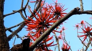 Árvore Candelabro  Eritina Speciosa [upl. by Enenaej589]