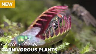 True Facts  Carnivorous Plants [upl. by Aivon614]