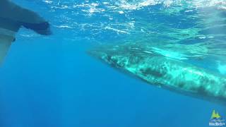 Sei Whale Balaenoptera borealis off Madeira Portugal [upl. by Ariew]