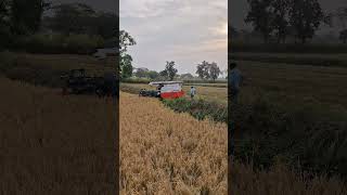 Kubota harvester shorts short shortvideo viralvideo kubota farming [upl. by Rolf193]