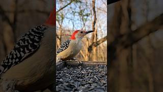 A YOUNG MATING PAIR OF REDBREASTED WOODPECKERS SHOW UP nature [upl. by Previdi403]