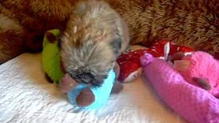 Official Shorkie Puppies from the Shorkie Club Of America BreederS WWWPRICELESSPUPSNET [upl. by Skippy]