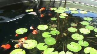 Fancy Goldfish in Outdoor Pond Ranchu Oranda Black Moor Lionhead [upl. by Nivrehs]