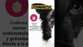 🦟LEISHMANIOSIS Visceral y Cutánea consejosveterinarios perros [upl. by Atekal19]