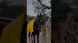 😁I Spent 24 Hours in Matheran  100 years Old Heritage Property  ￼Matheran Mini Vlog ￼ [upl. by Endaira353]