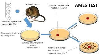 NEOPLASIA 7 CHEMICAL CARCINOGENESIS amp Ames test [upl. by Dachy545]