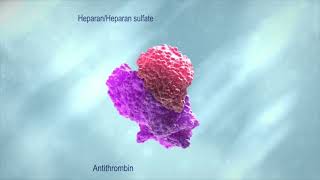 The Role of Antithrombin in Thrombosis  Mechanism of action [upl. by Sousa]