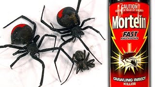 How To Kill Deadly Redback Spider Infestation Mortein FAST Knockdown [upl. by Pyszka714]