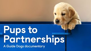 Pups to Partnerships  a Guide Dogs documentary [upl. by Alvie588]