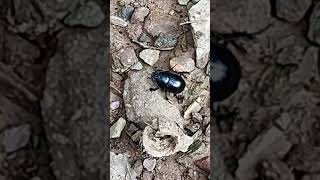 Le bousier ou géotrupe nature environnement insects scarab ardennes wallonie coleoptera [upl. by Lucina]